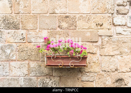 Rosa Blüten im Freien Kunststoff Pflanzmaschine gegen einen normalen alten Steinmauer Stockfoto