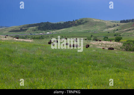 Eine große Gruppe von Bison wandern und Beweidung in der wiese gras und Wildblumen der Custer State Park mit Park und einem dunklen stürmischen Himmel in der Stockfoto