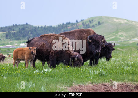 Ein bison Familie steht in einer Reihe mit diesen Jahren baby Neben Mama, die Beweidung und Papa steht in der Mitte mit letzten Jahren Baby auf der Gegenstelle. Stockfoto