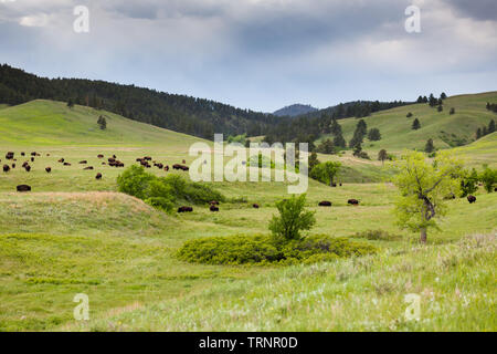 Eine Gruppe von wilden Bisons grasen auf einer Wiese am Hang im Frühjahr mit einem dunklen Sturm in der Ferne. Stockfoto