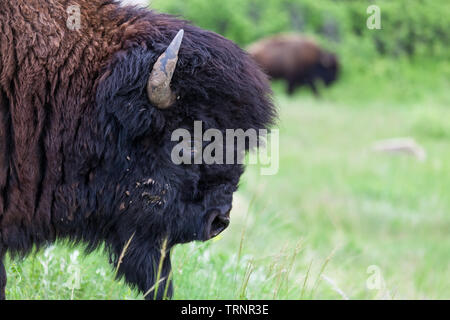 Eine massive Bull bison Kopf im Profil mit meinen schwarzen Fell verblassen in braunem Fell am Hals auf seinem Kopf. Stockfoto