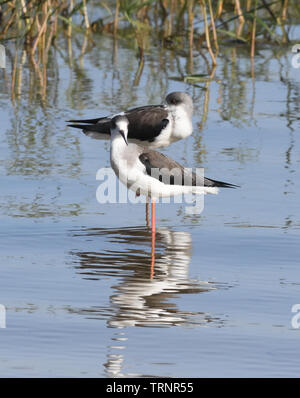Unreife schwarz geflügelte Stelzenläufer (Himantopus himantopus) Ruhe am Rande des Lake Victoria. Entebbe, Uganda. Stockfoto