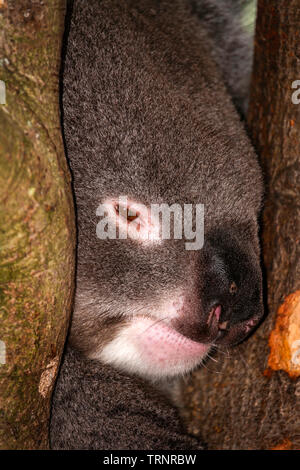 Koala Creek in Longleat Safari Park, Großbritannien Stockfoto
