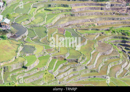 Batad Reis Terrassen, in der Nähe von Banaue, Philippinen Stockfoto
