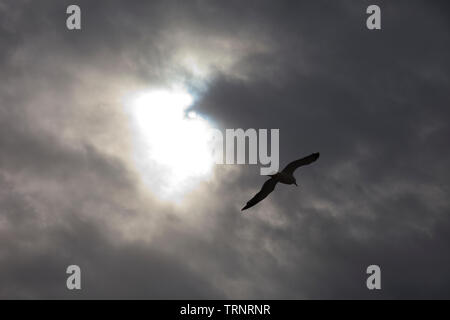 Gaviota sobre Río Tajo. Barrio Belém, Ciudad de Lisboa, Portugal, Península Ibérica, Europa Stockfoto