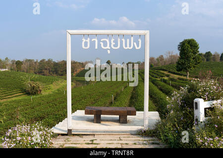 Aussichtspunkt an Choui Fong Tee Plantage, Chiang Rai, Nord Thailand Stockfoto