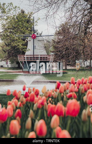 Nahaufnahme des unscharfen sortierte bunte Tulpen mit einer holländischen Windmühle, Teich und Springbrunnen im Hintergrund in einem Park in Pella, Iowa, USA. Stockfoto