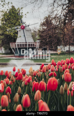 Nahaufnahme des unscharfen sortierte bunte Tulpen mit einer holländischen Windmühle, Teich und Springbrunnen im Hintergrund in einem Park in Pella, Iowa, USA. Stockfoto