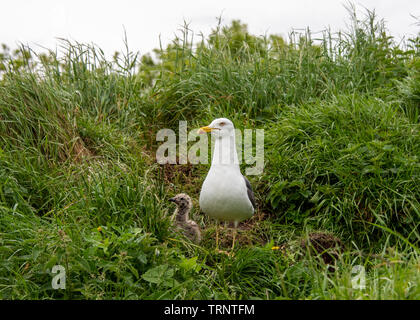 Samstag, 8. Juni 2019: inchcolm Insel in der Firth-of-Forth, Schottland. Eine Möwe und frisch geschlüpfte Küken an ihrem Nest im hohen Gras. Stockfoto