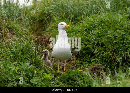 Samstag, 8. Juni 2019: inchcolm Insel in der Firth-of-Forth, Schottland. Eine Möwe und frisch geschlüpfte Küken an ihrem Nest im hohen Gras. Stockfoto