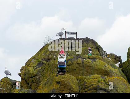 Samstag, 8. Juni 2019: inchcolm Insel in der Firth-of-Forth, Schottland. Stockfoto