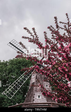 Holländische Windmühle klingen durch Zweige eines rosa blühenden Crabapple Tree bei bedecktem Himmel mit einer jährlichen Tulip Time Festival in Pella, Iowa umgeben. Stockfoto