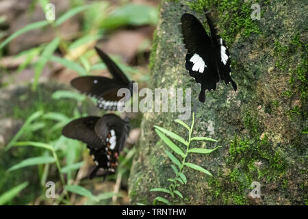 Schwarz und Weiß Helen Schmetterling Farbe aus Thailand, vor Ort in der Provinz Kanchanaburi im tropischen Regenwald Stockfoto