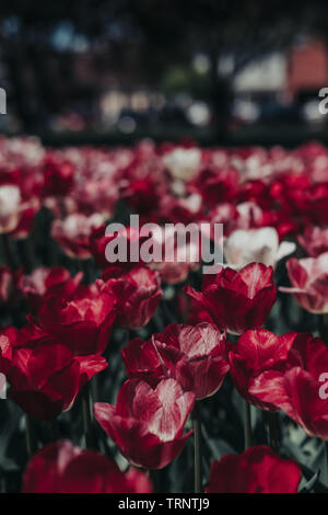 In der Nähe von schönen Rot, Rosa, Weiß, tulip Blüten in lila Tulpen mit einem verschwommenen Hintergrund. Blühende Tulpen. Tulip Festival in Pella, Iowa. Stockfoto