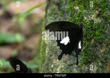 Schwarz und Weiß Helen Schmetterling Farbe aus Thailand, vor Ort in der Provinz Kanchanaburi im tropischen Regenwald Stockfoto