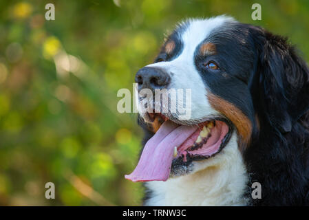 Close up Portrait der Kopf einer schönen Berner Sennenhund Stockfoto