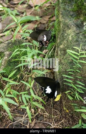 Schwarz und Weiß Helen Schmetterling Farbe aus Thailand, vor Ort in der Provinz Kanchanaburi im tropischen Regenwald Stockfoto