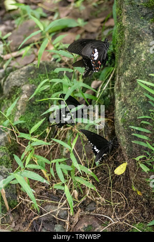 Schwarz und Weiß Helen Schmetterling Farbe aus Thailand, vor Ort in der Provinz Kanchanaburi im tropischen Regenwald Stockfoto