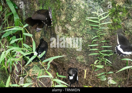 Schwarz und Weiß Helen Schmetterling Farbe aus Thailand, vor Ort in der Provinz Kanchanaburi im tropischen Regenwald Stockfoto