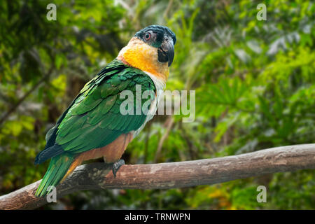 Black-headed Parrot/black-headed Boot segelt/Black-capped Papagei (Pionites melanocephalus) im Baum im Regenwald gelegen, beheimatet in Südamerika Stockfoto