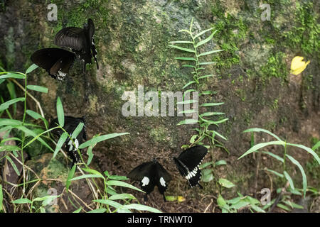 Schwarz und Weiß Helen Schmetterling Farbe aus Thailand, vor Ort in der Provinz Kanchanaburi im tropischen Regenwald Stockfoto