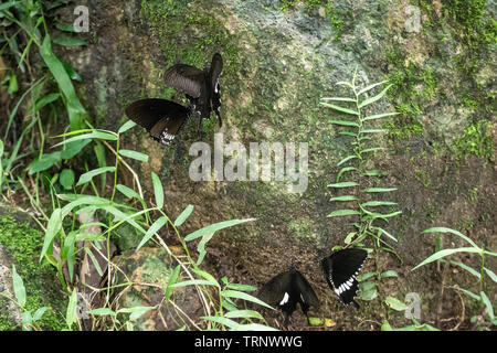 Schwarz und Weiß Helen Schmetterling Farbe aus Thailand, vor Ort in der Provinz Kanchanaburi im tropischen Regenwald Stockfoto