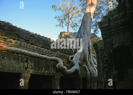 Wurzeln der Tetrameles Nudiflora dringen in eine Wand des Innenhofes, Ta Prohm, Angkor, Siem Reap, Kambodscha Stockfoto