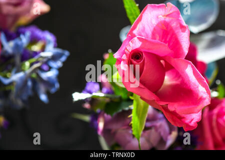 Eine Luftaufnahme einer Innen- Anordnung der Rosen mit schöner Duft, von Farbe in eine Vase für den Innen- Anzeige der verschönert mit Rosa und Lila Stockfoto