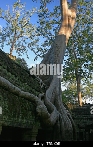 Wurzeln der Tetrameles Nudiflora dringen in eine Wand des Innenhofes, Ta Prohm, Angkor, Siem Reap, Kambodscha Stockfoto