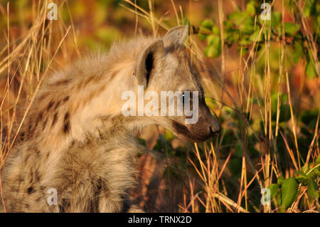 Gefleckter Hyena-Juvenil in der Nähe seiner den neben der Straße im Kruger-Nationalpark, Südafrikas Gattung Crocuta Species Crocuta Stockfoto