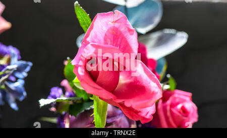 Eine Luftaufnahme einer Innen- Anordnung der Rosen mit schöner Duft, von Farbe in eine Vase für den Innen- Anzeige der verschönert mit Rosa und Lila Stockfoto