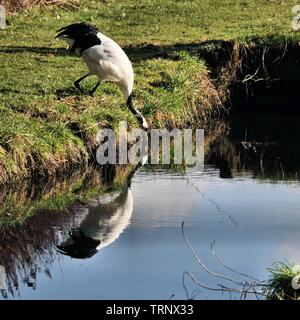 Ein Bild von einem Roten gekrönt Kran spiegelt sich im Wasser Stockfoto