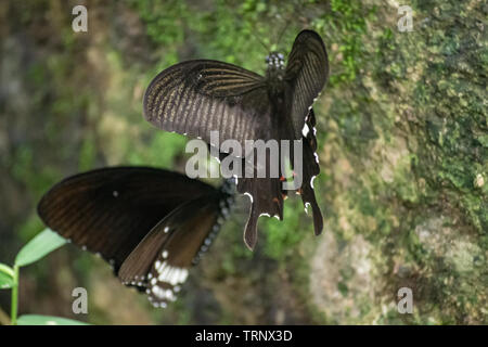 Schwarz und Weiß Helen Schmetterling Farbe aus Thailand, vor Ort in der Provinz Kanchanaburi im tropischen Regenwald Stockfoto