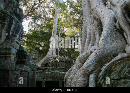 Wurzeln der Tetrameles Nudiflora dringen in eine Wand des Innenhofes, Ta Prohm, Angkor, Siem Reap, Kambodscha Stockfoto