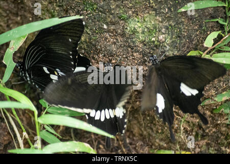 Schwarz und Weiß Helen Schmetterling Farbe aus Thailand, vor Ort in der Provinz Kanchanaburi im tropischen Regenwald Stockfoto