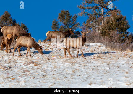 Herde von Elk suchen nach Essen in den tiefen Schnee nach der Bombe Cyclone begräbt Colorado. Stockfoto