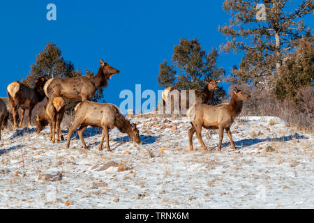 Herde von Elk suchen nach Essen in den tiefen Schnee nach der Bombe Cyclone begräbt Colorado. Stockfoto