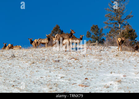 Herde von Elk suchen nach Essen in den tiefen Schnee nach der Bombe Cyclone begräbt Colorado. Stockfoto