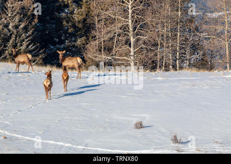 Herde von Elk suchen nach Essen in den tiefen Schnee nach der Bombe Cyclone begräbt Colorado. Stockfoto