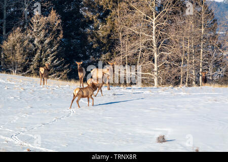 Herde von Elk suchen nach Essen in den tiefen Schnee nach der Bombe Cyclone begräbt Colorado. Stockfoto