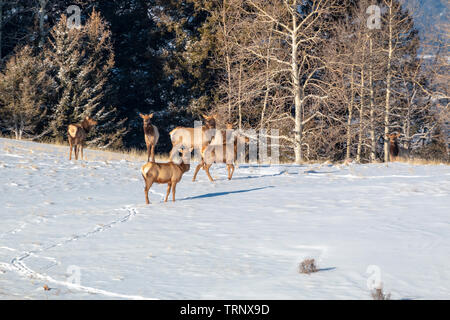 Herde von Elk suchen nach Essen in den tiefen Schnee nach der Bombe Cyclone begräbt Colorado. Stockfoto