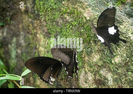 Schwarz und Weiß Helen Schmetterling Farbe aus Thailand, vor Ort in der Provinz Kanchanaburi im tropischen Regenwald Stockfoto