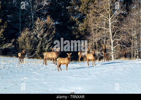 Herde von Elk suchen nach Essen in den tiefen Schnee nach der Bombe Cyclone begräbt Colorado. Stockfoto