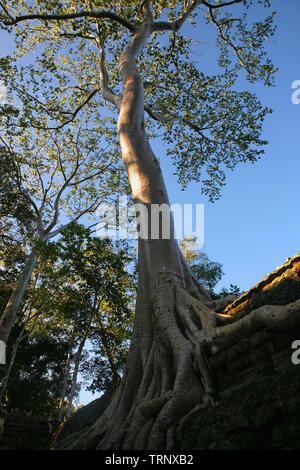 Giant tree (tetrameles nudiflora) wächst aus einer Wand im dritten Gehäuse, Ta Prohm, Angkor, Siem Reap, Kambodscha Stockfoto