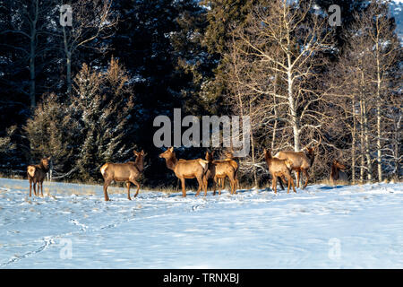 Herde von Elk suchen nach Essen in den tiefen Schnee nach der Bombe Cyclone begräbt Colorado. Stockfoto