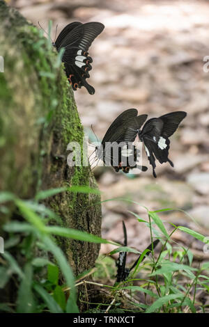 Schwarz und Weiß Helen Schmetterling Farbe aus Thailand, vor Ort in der Provinz Kanchanaburi im tropischen Regenwald Stockfoto