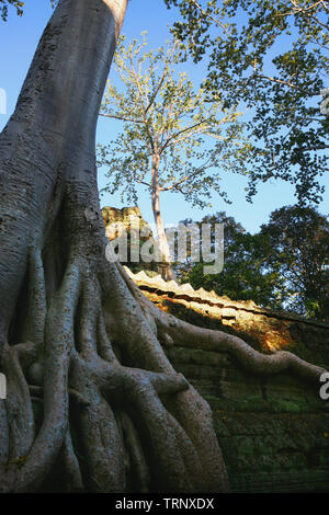 Wurzeln der Tetrameles Nudiflora dringen in eine Wand des Innenhofes, Ta Prohm, Angkor, Siem Reap, Kambodscha Stockfoto