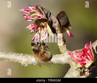 Ein ungewöhnlich frühen Honigbiene (Apis mellifera), die im Februar auf persischen Ironwood (Parrotia persica) Blüten Pollen sammeln amd Nektar aus einer von t Stockfoto
