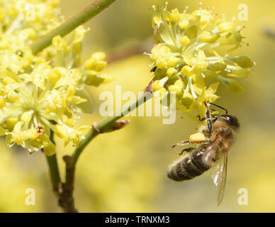 Ein ungewöhnlich frühen Honigbiene (Apis mellifera) im Februar mit voller Pollen-körbe auf frühen Carneol Kirsche (Cornus Mas) Blüten Pollen sammeln Stockfoto