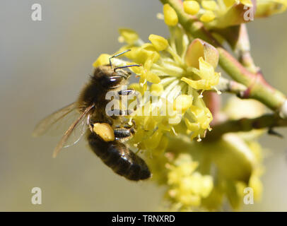 Ein ungewöhnlich frühen Honigbiene (Apis mellifera) im Februar mit voller Pollen-körbe auf frühen Carneol Kirsche (Cornus Mas) Blüten Pollen sammeln Stockfoto